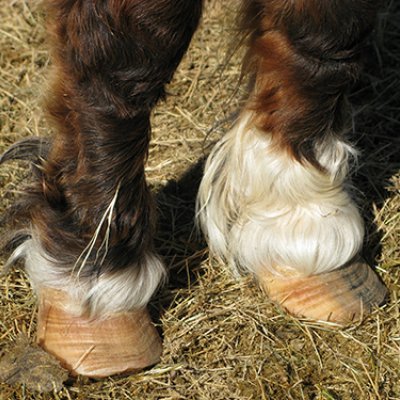 Close up of horses front hoofs